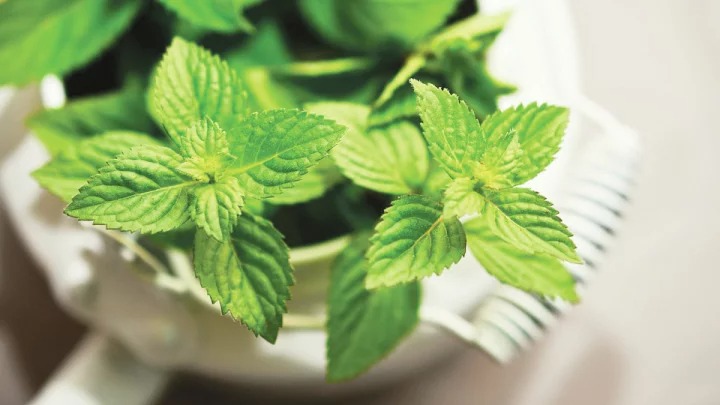 ডিমেনশিয়া প্রতিরোধে পুদিনা পাতা | আলমগীর আলম