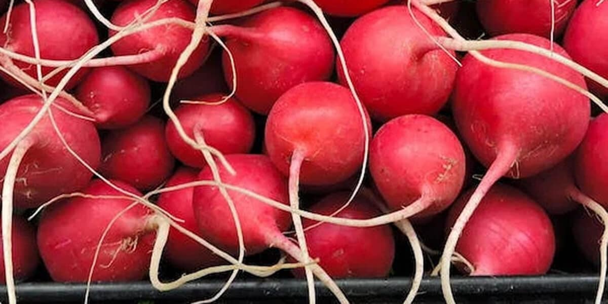 লাল মুলার নানা উপকারিতা